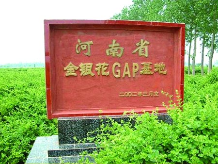 封丘金銀花
